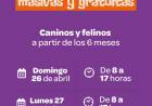 #JESUSMARIA -  realizará jornadas masivas de castración para perros y gatos