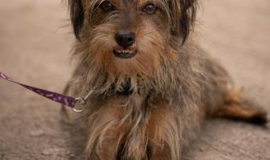 JESUS MARIA : CHARLAS PARA EL CUIDADO RESPONSABLE DE MASCOTAS