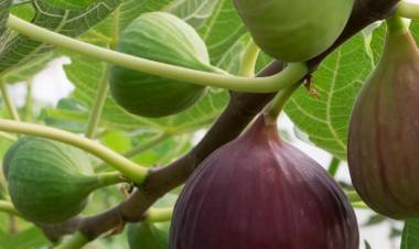 #ColoniaCaroya : TALLER SOBRE PRODUCCIÓN DE HIGOS EN CLUB EL PORVENIR