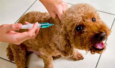 #COLONIACAROYA : Comienza la Vacunación Antirrábica