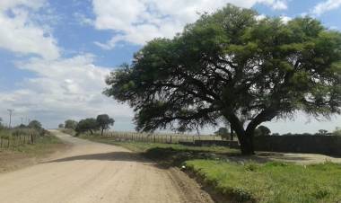 #SINSACATE:  SINSACATE PROTEGE SU ARBOLADO NATIVO