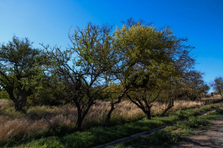 #SINSACATE - Día de la Tierra: Sinsacate regula la protección del arbolado nativo en propiedades privadas