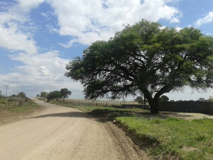 #SINSACATE:  SINSACATE PROTEGE SU ARBOLADO NATIVO